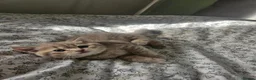 British Shorthair cats for sale: British Shorthair kittens!  - Advert 25