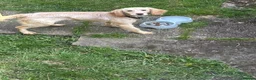 Cockapoo dogs for sale: Cockerpoo  in Wolverhampton - Advert 1
