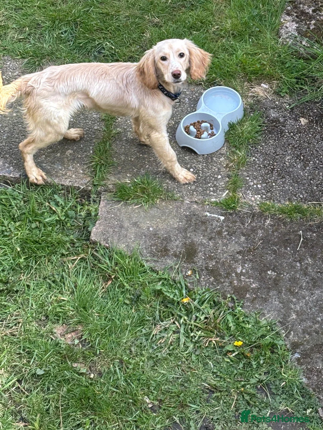 Cockapoo dogs for sale: Cockerpoo  in Wolverhampton - Advert 1