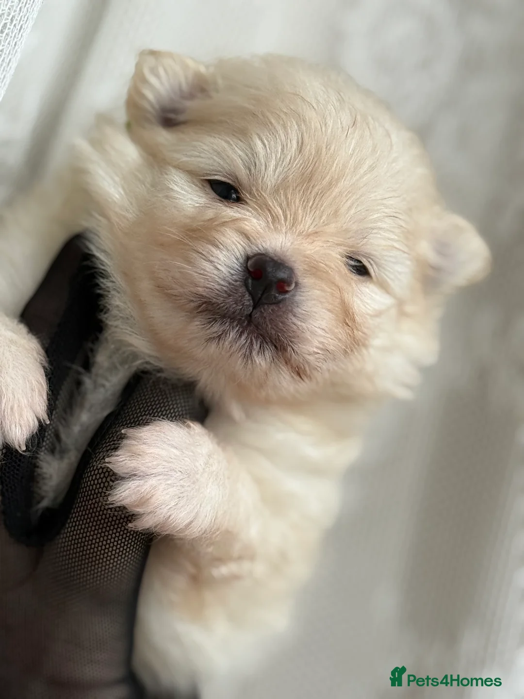 Pomeranian dogs for sale: Black and cream puppies - Advert 26