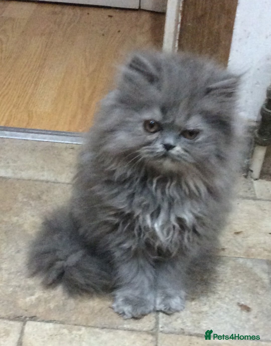 Persian cats for sale: White Persian/Blue Cream Persian Kittens for sale - Advert 8