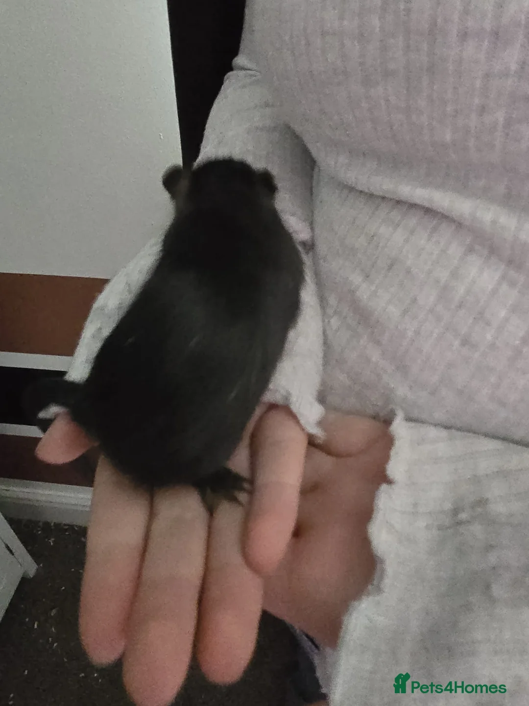 Gerbil rodents for sale: Free female gerbils - Advert 7