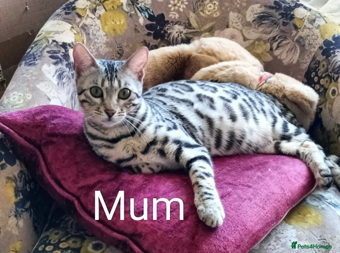 Bengal cats for sale: Silver Bengal Kittens  - Advert 7