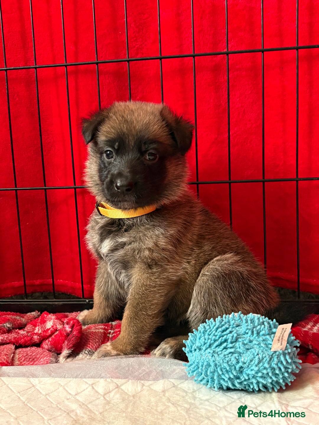 Mixed Breed dogs for sale: Belgian malinois x German Shepherd puppies  - Advert 17