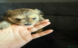 Pomeranian dogs for sale:  Adorable Pomeranian puppies  - Image 11