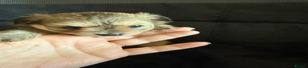 Pomeranian Puppy 3
