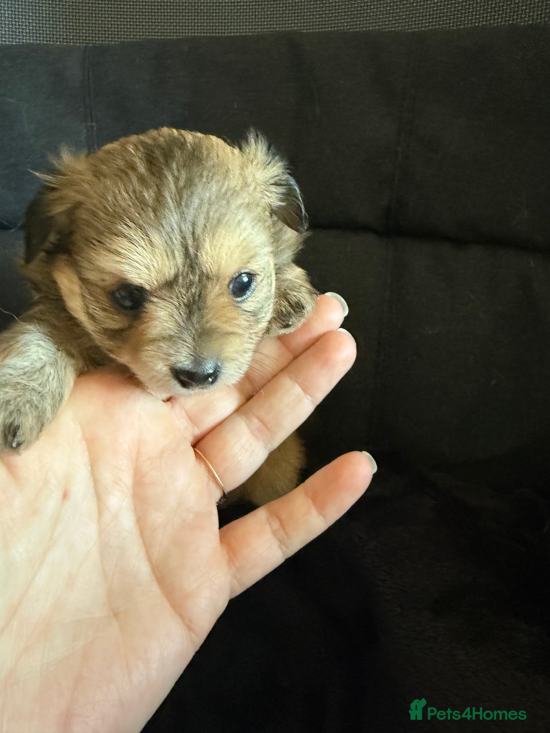 Pomeranian dogs for sale:  Adorable Pomeranian puppies  - Image 11