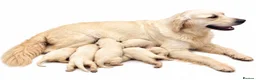 Golden Retriever dogs for sale: EXCEPTIONAL SHOW GOLDEN RETREIVER PUPPIES. - Advert 7