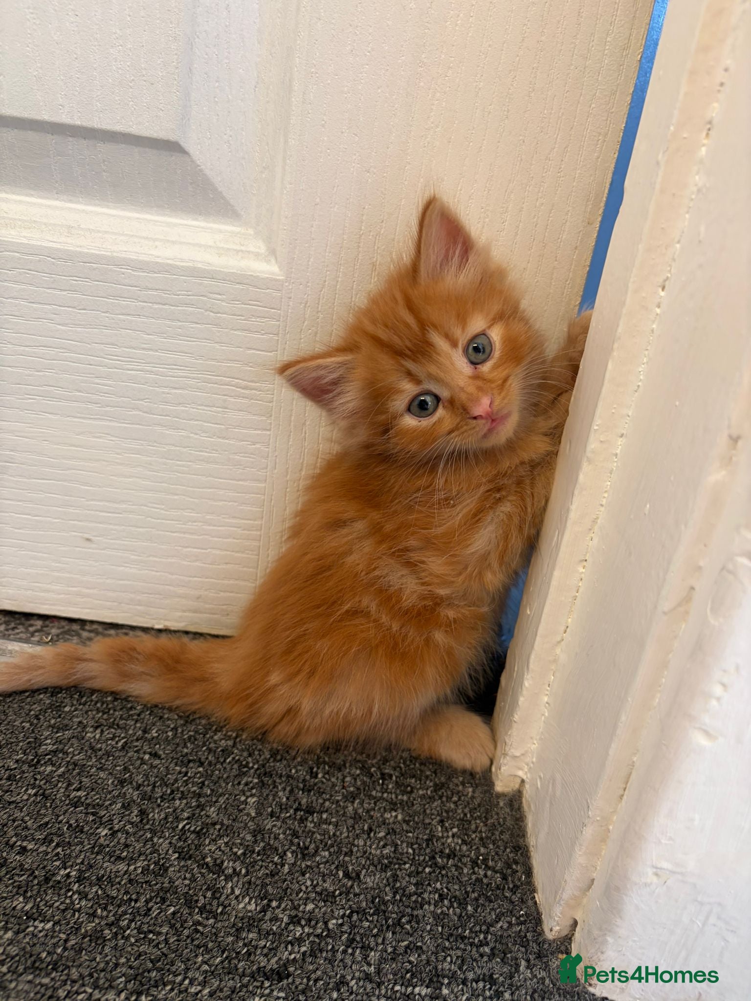 British Longhair cats for sale: Beautiful long hair kittens in Derby - Advert 6