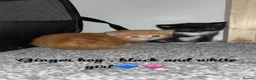 Mixed Breed cats for sale: Kittens  - Advert 5