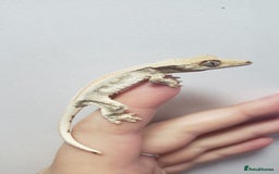 Gecko reptiles for sale: Crested Gecko Gargoyle &  Leachianus Gecko  in Wigston - Image 20