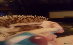 Pygmy Hedgehog rodents for sale: Pygmy hedgehog and full set up - Image 2