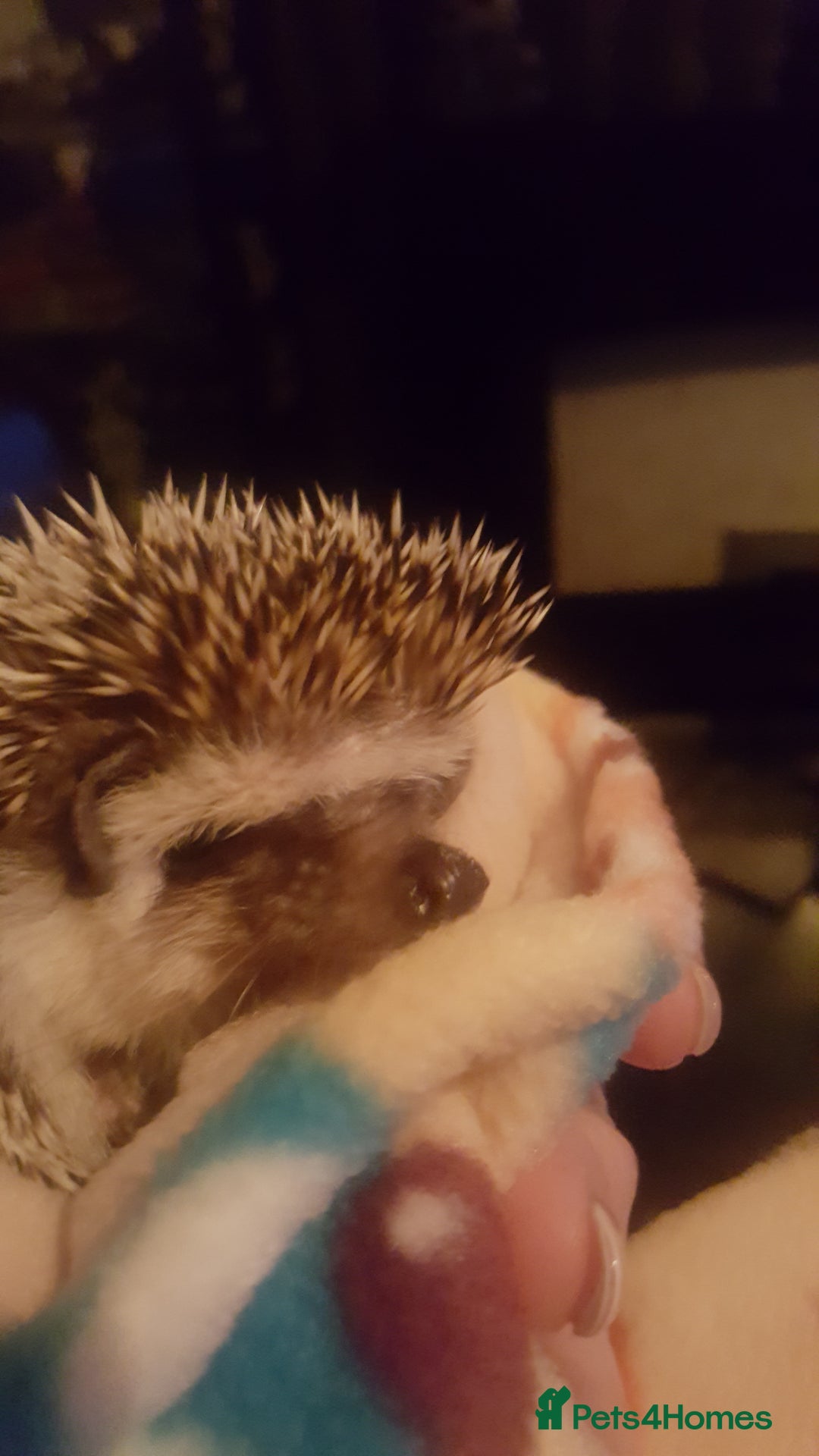 Pygmy Hedgehog rodents for sale: Pygmy hedgehog and full set up - Image 2