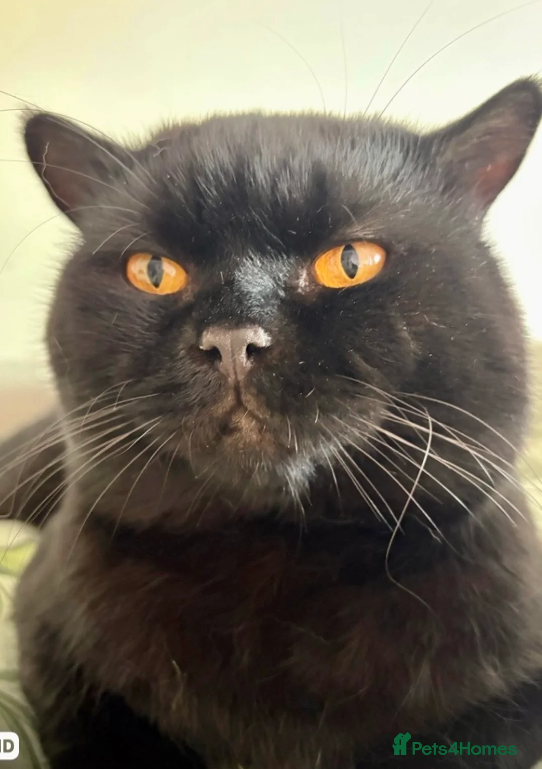British Shorthair cats for stud: Pedigree British Shorthair Stud – GCCF Registered in Reading - Advert 28