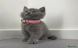British Shorthair cats for sale: wonderfully raised B S H KITTIES for you - Image 3
