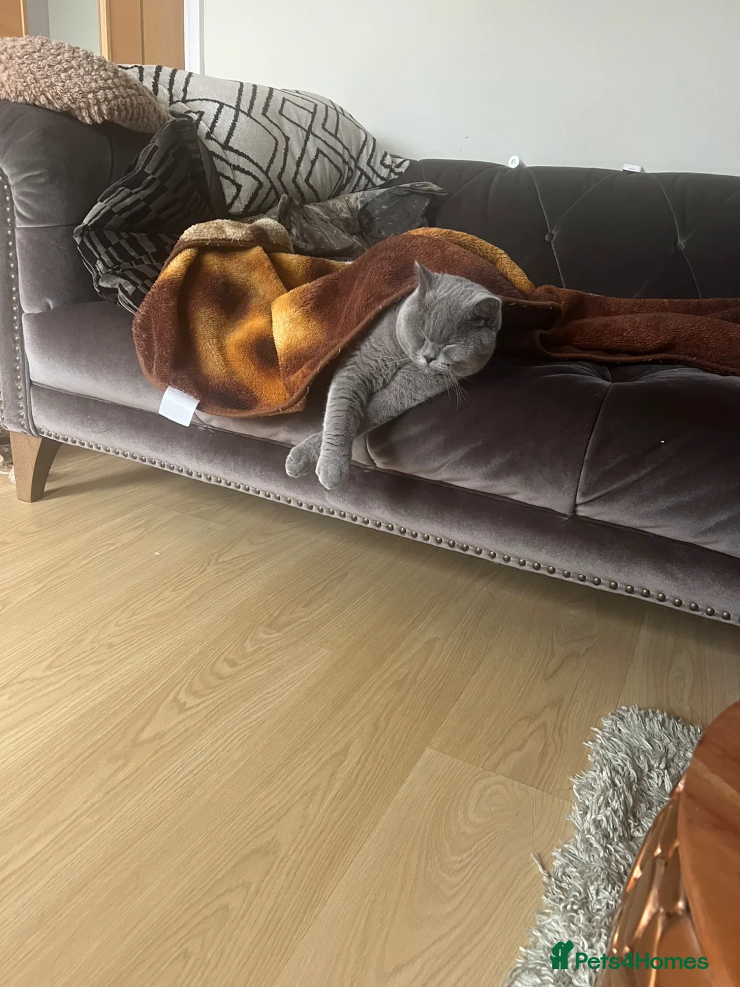 British Shorthair cats for sale: British short hair  in Wolverhampton - Advert 1