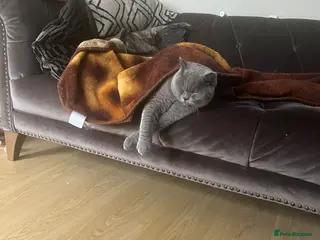 British Shorthair cats British short hair - Advert 3