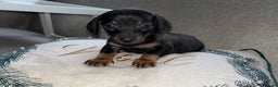 Miniature Dachshund dogs for sale: Miniature Dachshund Puppies  - Advert 2