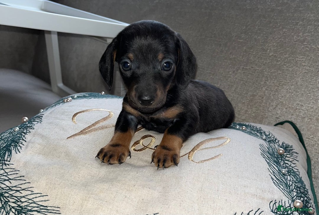 Miniature Dachshund dogs for sale: Miniature Dachshund Puppies  - Advert 2