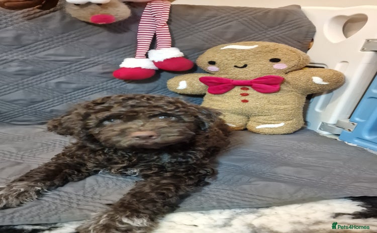 Lagotto Romagnolo dogs - Advert 1