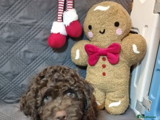 Lagotto Romagnolo dogs Beautiful Lagotto Romagnolo girl, KC reg - Advert 3