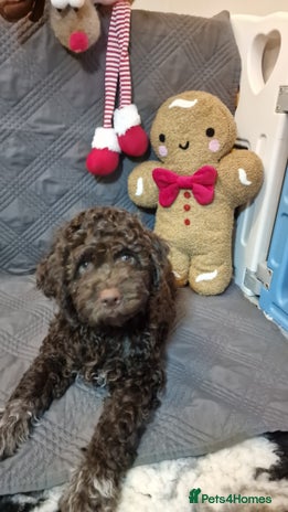 Lagotto Romagnolo dogs - Advert 1