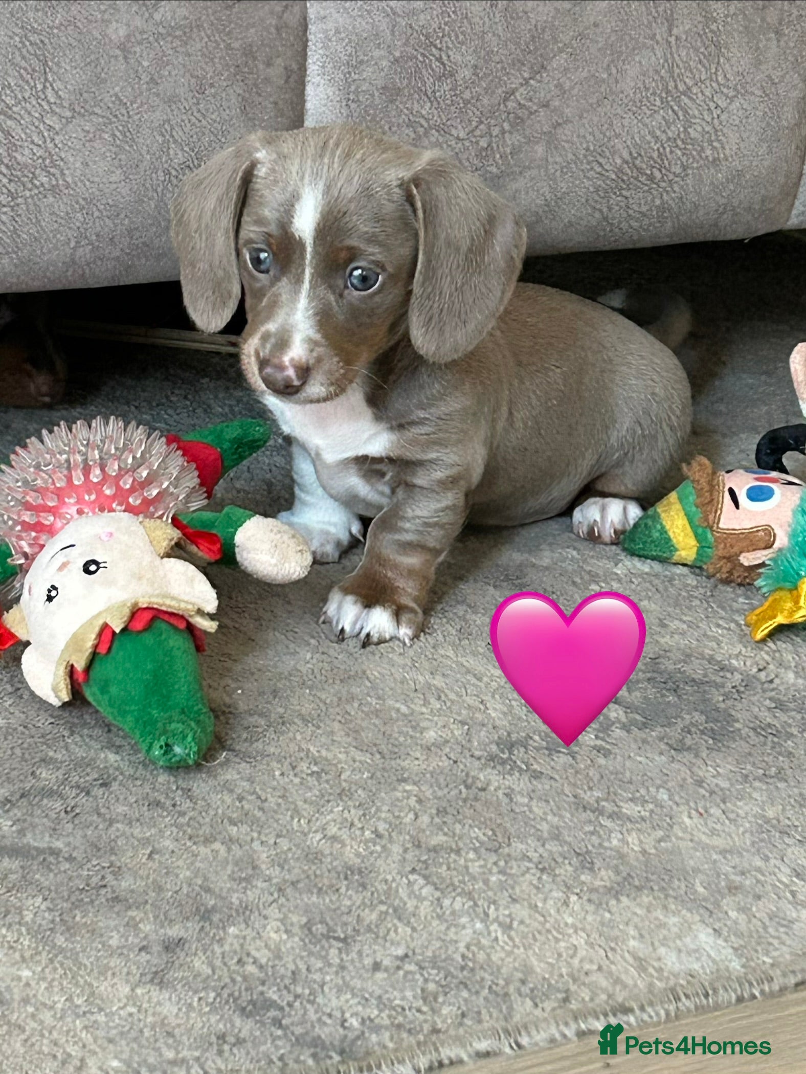 Miniature Dachshund dogs 4 beautiful miniature dachshund puppies - Advert 13