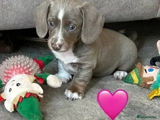 Miniature Dachshund dogs 4 beautiful miniature dachshund puppies - Advert 13