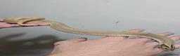 Snake reptiles for sale: Special Hognose Snake  in Swansea - Advert 2