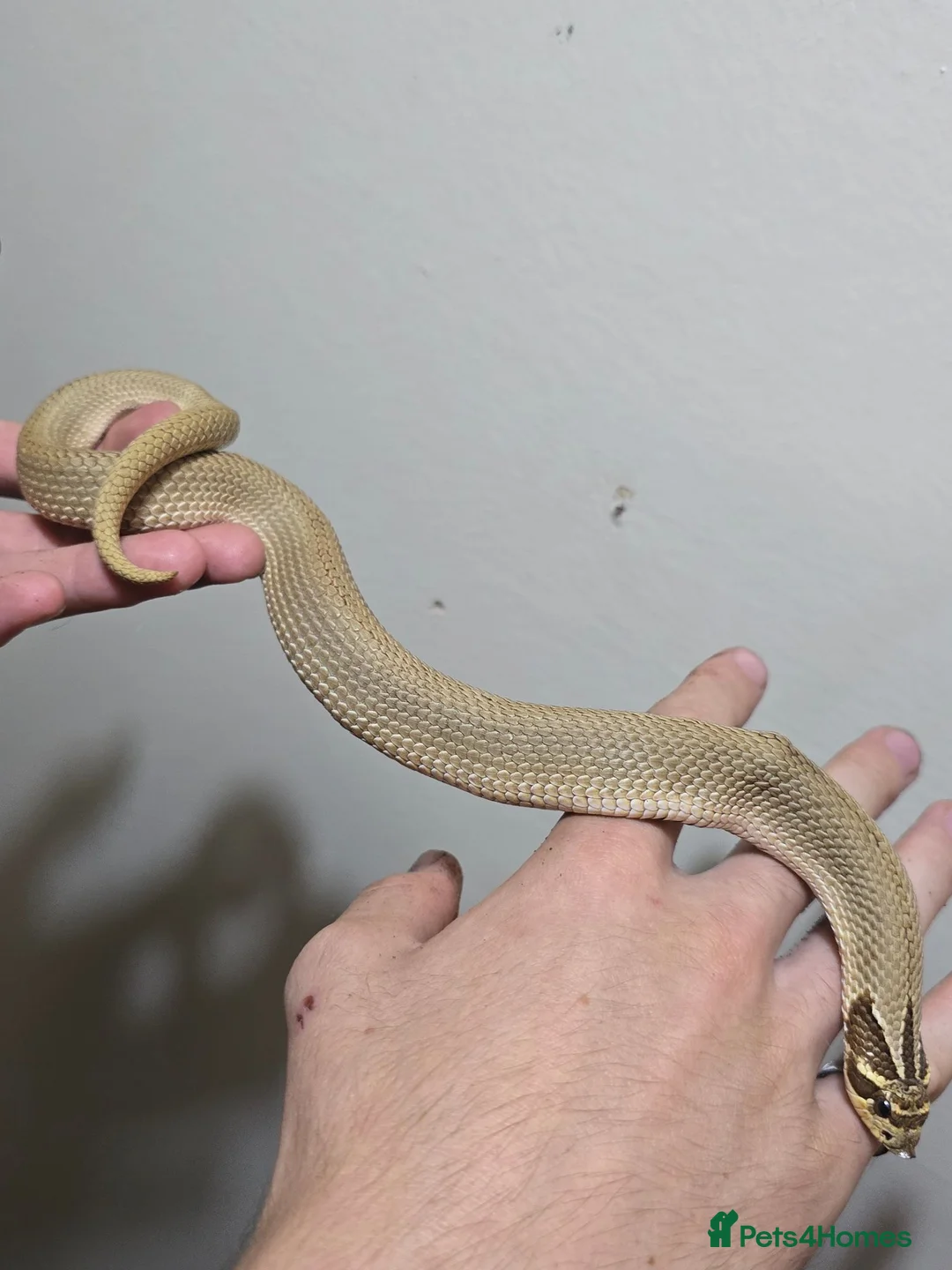 Snake reptiles for sale: Special Hognose Snake  in Swansea - Advert 2