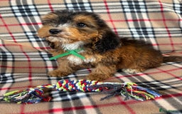 Cockapoo dogs for sale: Stunning F1 cockerpoo puppies - Image 2