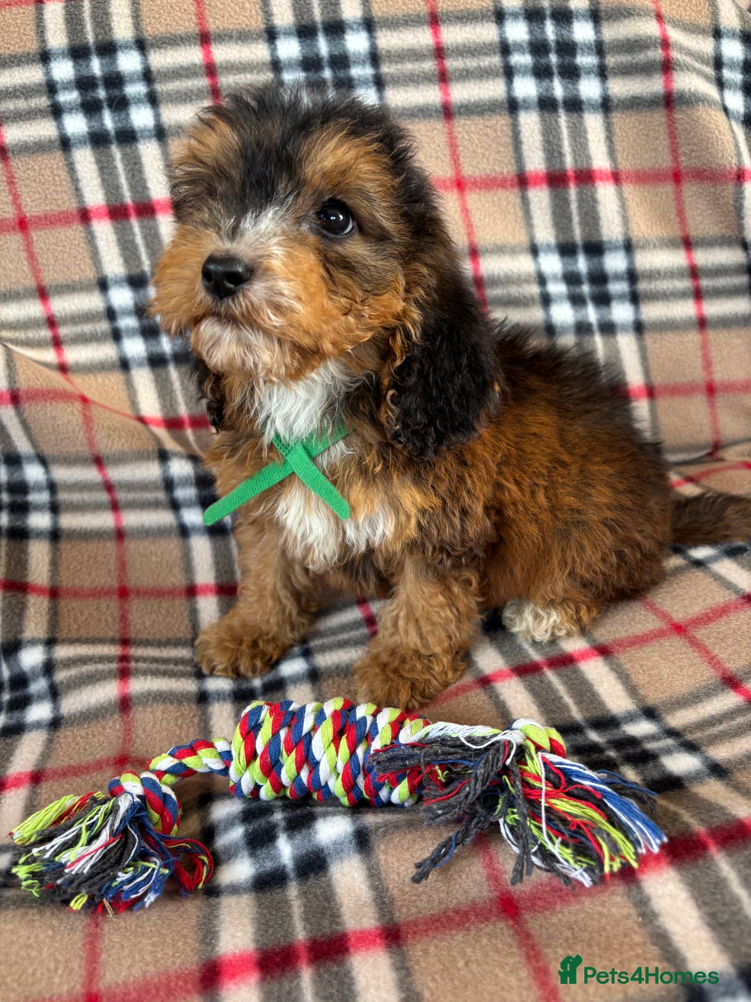 Cockapoo dogs for sale: Stunning F1 cockerpoo puppies - Image 2