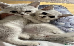 Scottish Fold cats for sale: 4 Scottish Straight Boys  - Image 18