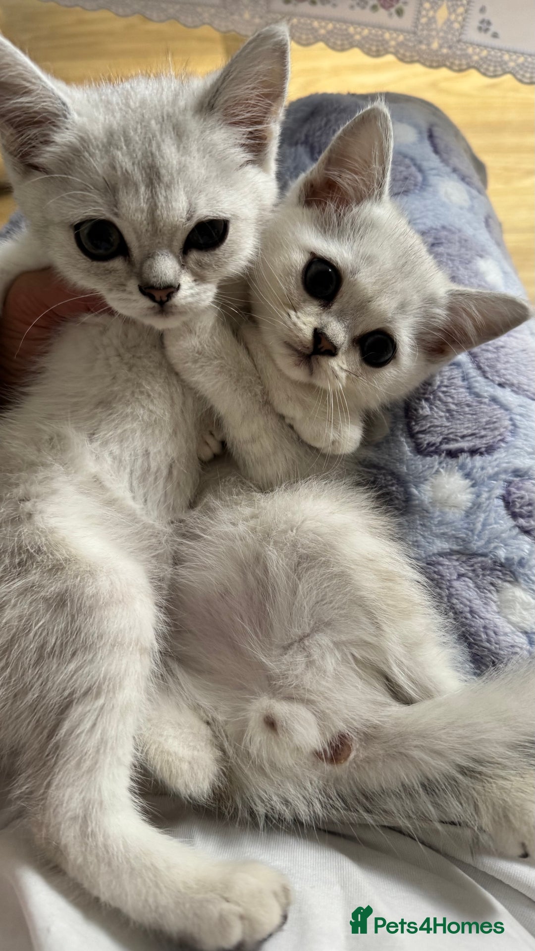 Scottish Fold cats for sale: 4 Scottish Straight Boys  - Image 18