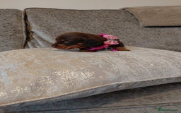 Miniature Dachshund dogs for sale: Ready now beautiful miniature dachshund pups - Image 35