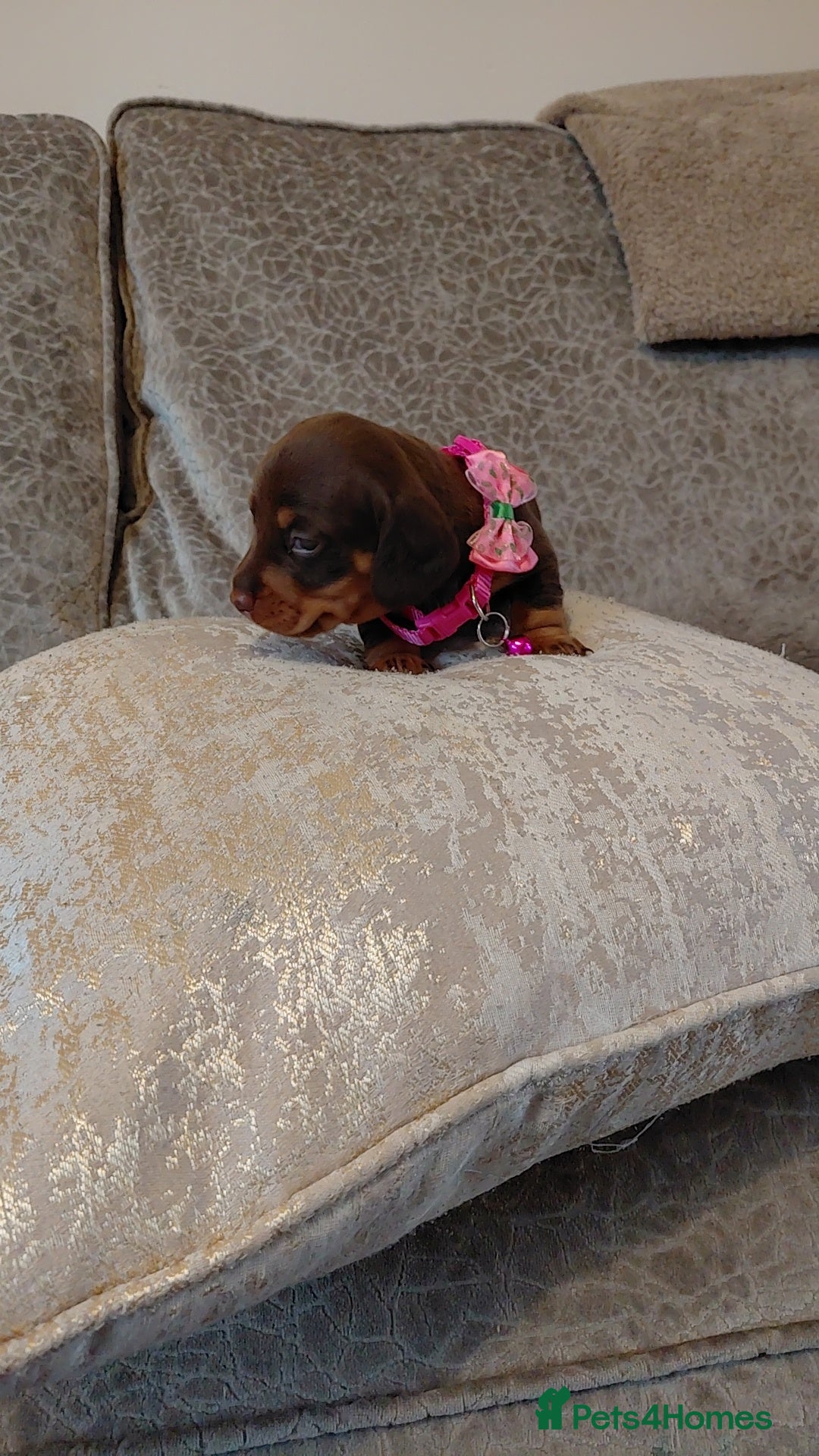 Miniature Dachshund dogs for sale: Ready now beautiful miniature dachshund pups - Image 35