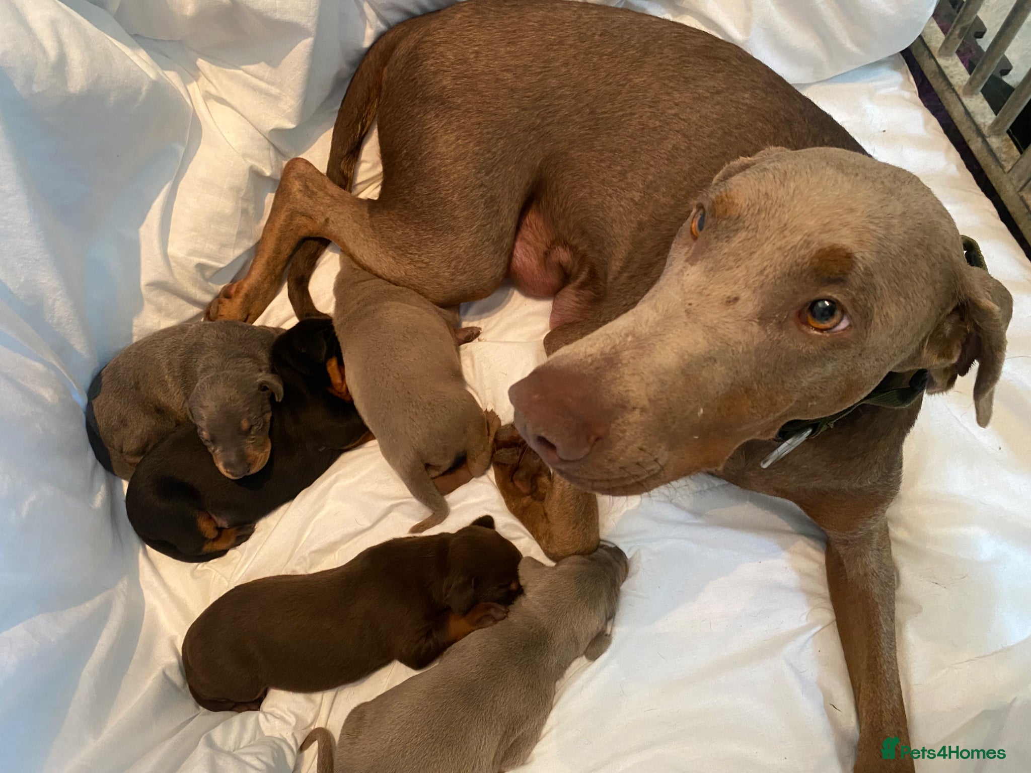 Dobermann dogs for sale: *KC REGISTERED* HEALTH TESTED DOBERMAN PUPPIES - Advert 40