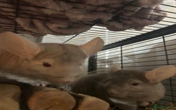 Chinchilla rodents for sale: Two female chinchillas and cage  - Image 2