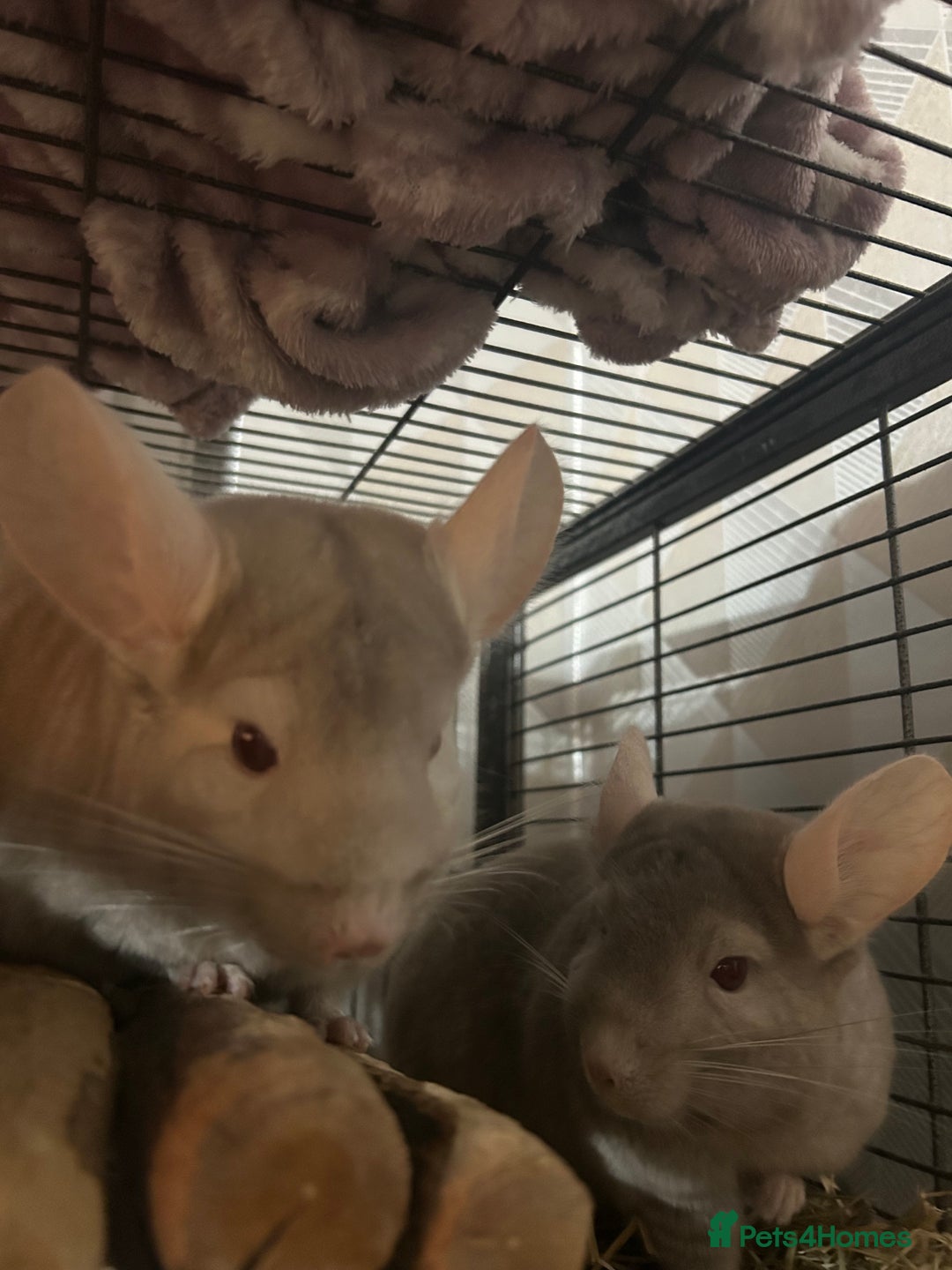 Chinchilla rodents for sale: Two female chinchillas and cage  - Image 2