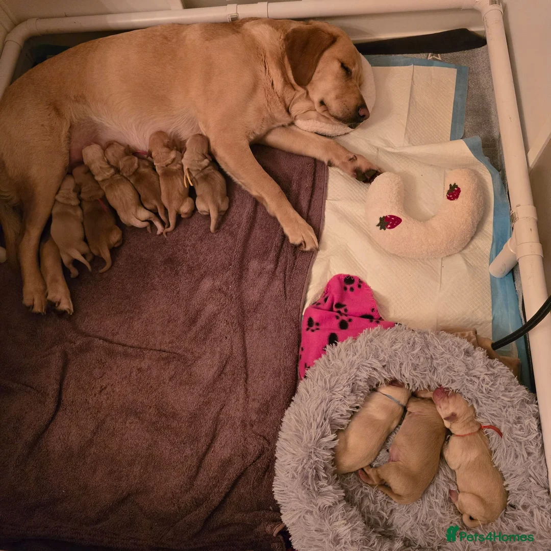 Goldador dogs for sale: Golden Retriever / Golador Puppies - Advert 13