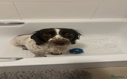 Cocker Spaniel dogs for sale: White and liver cocker spaniel  - Advert 3