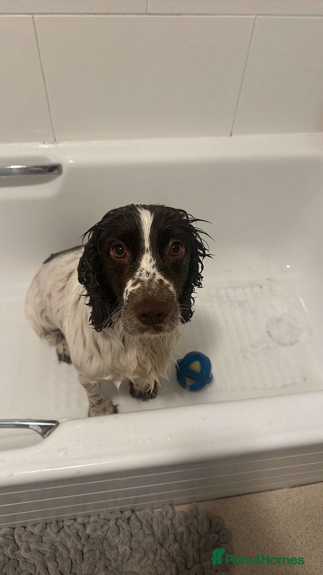 Cocker Spaniel dogs for sale: White and liver cocker spaniel  - Advert 3