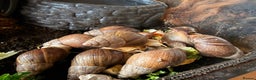 Snails invertebrates for sale: Giant African Land Snails  - Advert 1