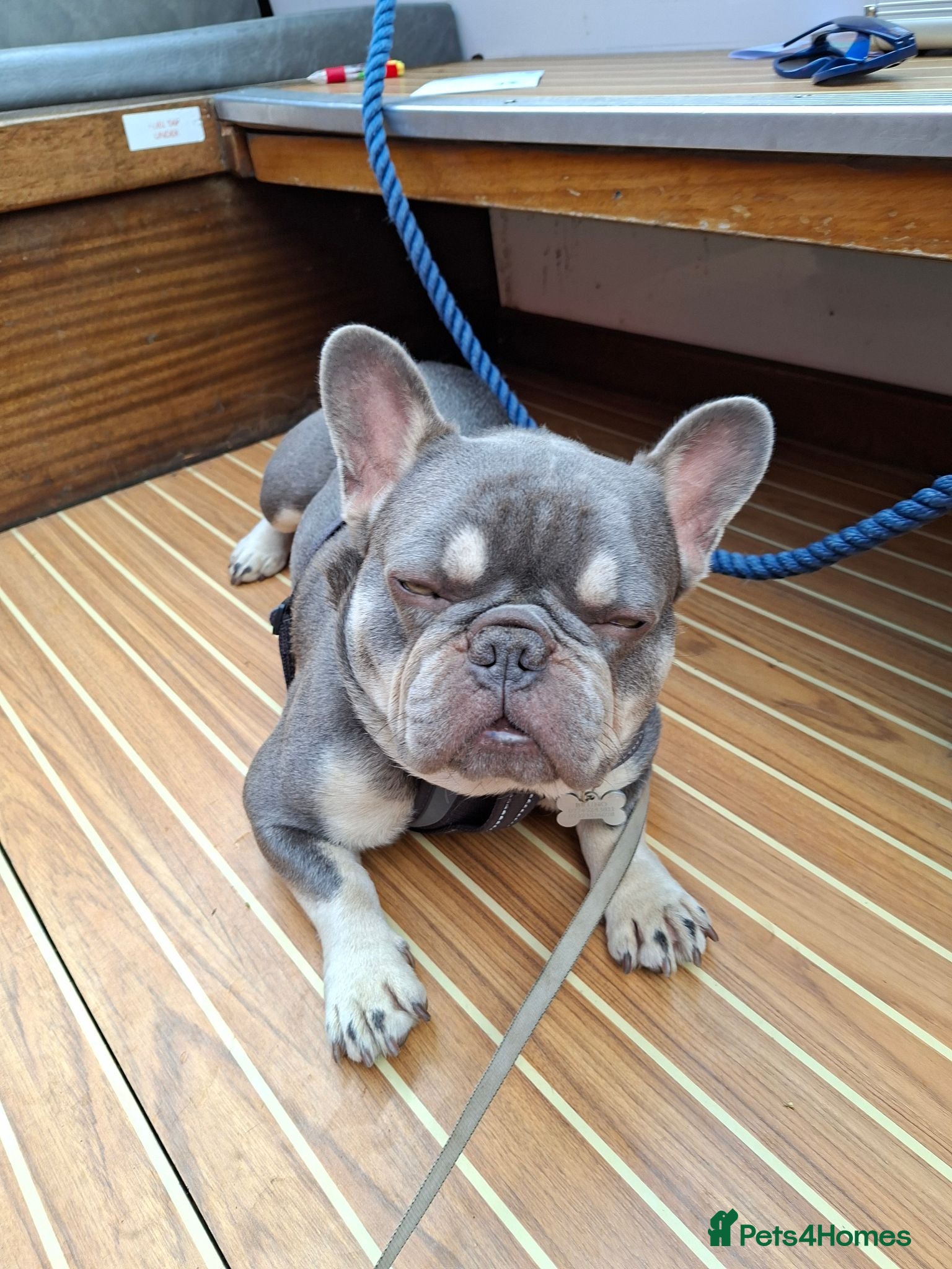 French Bulldog dogs French bulldog - Advert 2