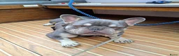 French Bulldog dogs for sale: French bulldog - Advert 1