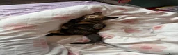 Mixed Breed cats for sale: Female kitten ready for a home - Advert 5