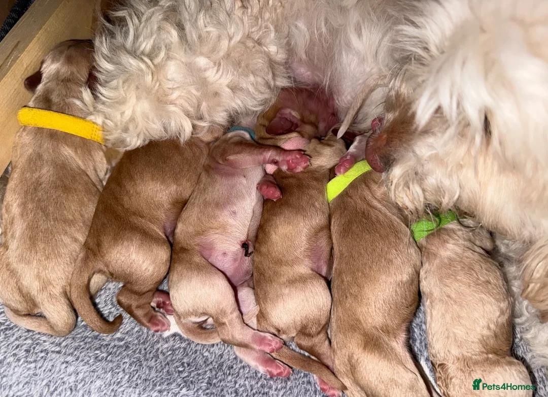 Cockapoo dogs for sale: ✨ Exceptional F2 Miniature Cockapoo Puppies ✨ - Advert 2