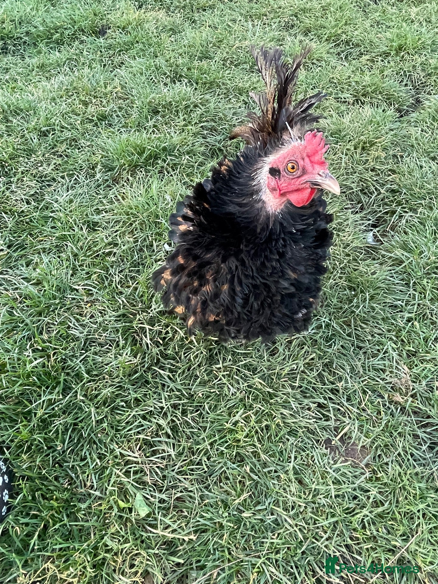 Chickens poultry Polish hen - Advert 6