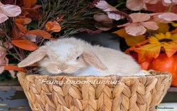 Mini Lop rabbits for sale: Mini lops  - Image 2
