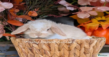 Mini Lop rabbits - Advert 9